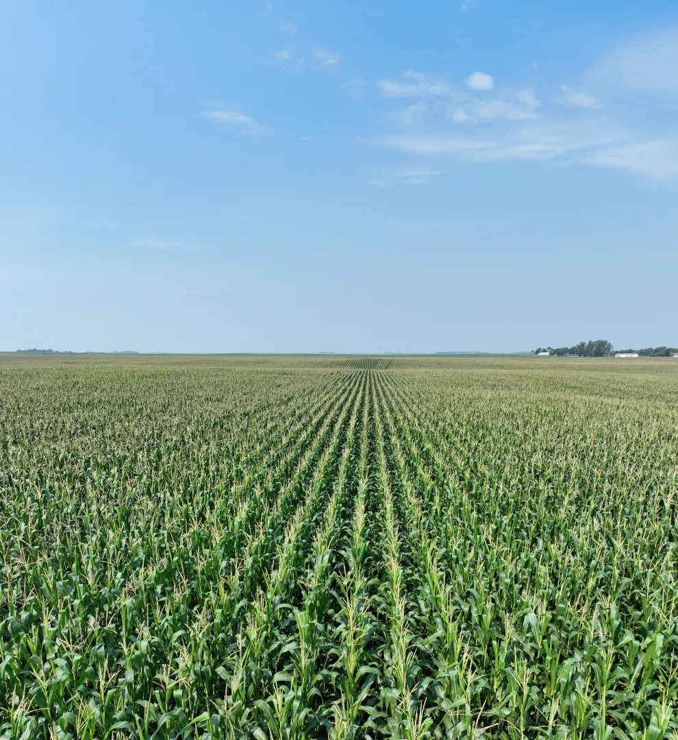 Pifer's | 160 Acres - Wells County, ND